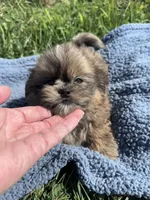 Dusty, a male Shihpoo for sale in Camden, MI – 3 of 6
