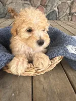 Spritz, a male Poodle - Miniature  for sale in Camden, MI – 5 of 5