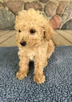 Collis, a male Poodle - Miniature  for sale in Camden, MI – 6 of 7