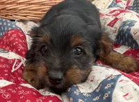 Ralphie , a male Yorkshire Terrier for sale in Camden, MI – 2 of 5