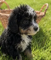Skipper, a male Miniature Bernedoodle for sale in Camden, MI – 2 of 5