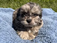 Snickers , a male Shihpoo for sale in Camden, MI – 1 of 5