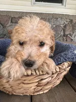 Spritz, a male Poodle - Miniature  for sale in Camden, MI – 3 of 5