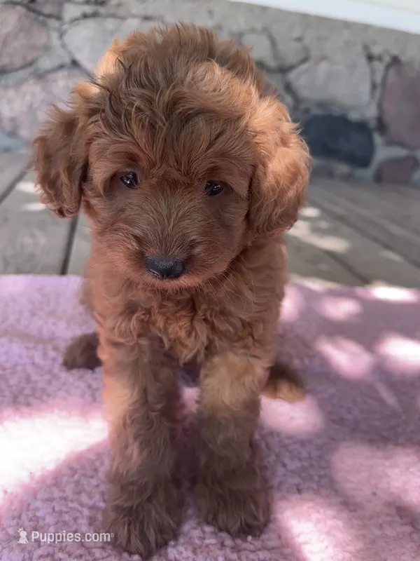 Sis, a female Miniature Goldendoodle for sale in Camden, MI – 1 of 6