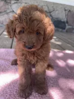 Sis, a female Miniature Goldendoodle for sale in Camden, MI – 1 of 6