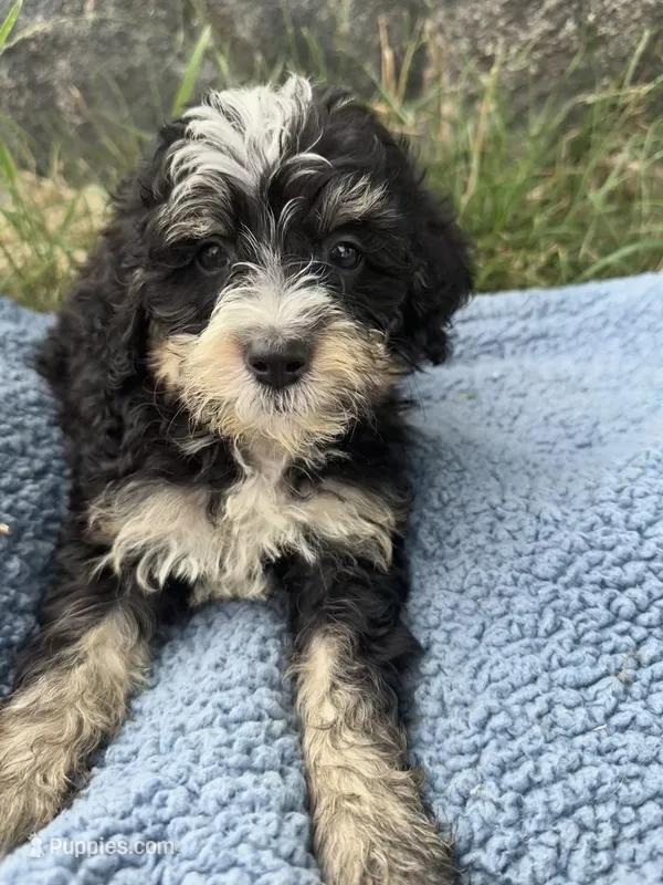 Murphy – Miniature Bernedoodle puppy for sale in Camden, MI