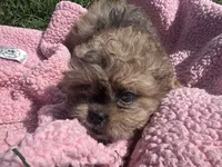 Daisy , a female Shihpoo for sale in Camden, MI – 7 of 8