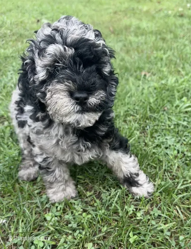 Gloria  – Miniature Bernedoodle puppy for sale in Camden, MI
