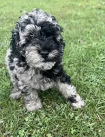 Gloria , a female Miniature Bernedoodle for sale in Camden, MI – 1 of 8