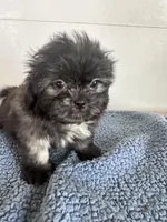 Jack, a male Shihpoo for sale in Camden, MI – 3 of 5