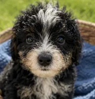 Skipper, a male Miniature Bernedoodle for sale in Camden, MI – 3 of 5