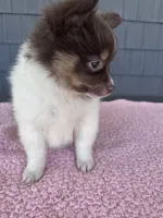 Mocha , a female Pomeranian for sale in Camden, MI – 5 of 6