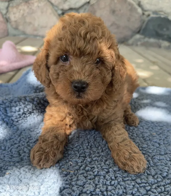 Charlie, a male Miniature Goldendoodle for sale in Camden, MI – 1 of 6