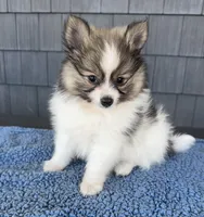 Graham , a male Pomeranian for sale in Camden, MI – 3 of 5