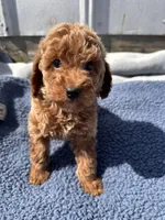 Jameson, a male Miniature Goldendoodle for sale in Camden, MI – 5 of 5