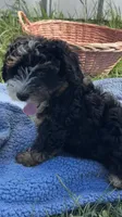 Lucky, a male Miniature Bernedoodle for sale in Camden, MI – 2 of 5