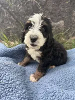 Archie, a male Miniature Bernedoodle for sale in Camden, MI – 7 of 8
