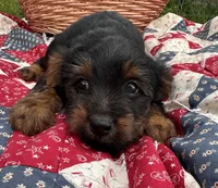 Ralphie , a male Yorkshire Terrier for sale in Camden, MI – 5 of 5