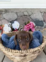Milo, a male Miniature Dachshund for sale in Camden, MI – Photo 6 of 7