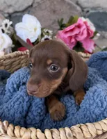 Milo, a male Miniature Dachshund for sale in Camden, MI – Photo 1 of 7