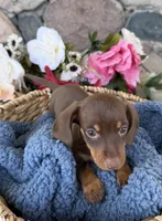 Milo, a male Miniature Dachshund for sale in Camden, MI – Photo 3 of 7
