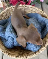 Milo, a male Miniature Dachshund for sale in Camden, MI – Photo 4 of 7