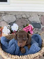 Milo, a male Miniature Dachshund for sale in Camden, MI – Photo 5 of 7