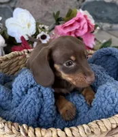 Milo, a male Miniature Dachshund for sale in Camden, MI – Photo 2 of 7
