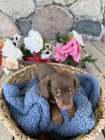 Milo, a male Miniature Dachshund for sale in Camden, MI – Photo 7 of 7