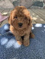 Charlie, a male Miniature Goldendoodle for sale in Camden, MI – 4 of 6