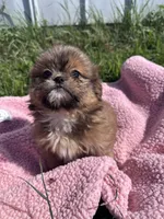 Penny, a female Shihpoo for sale in Camden, MI – 10 of 10