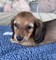 Flint (AKC), a male Miniature Dachshund for sale in Camden, MI – 4 of 4