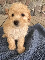 Spritz, a male Poodle - Miniature  for sale in Camden, MI – 4 of 5