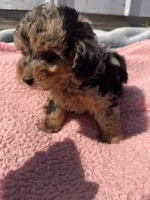 Duchess, a female Yorkipoo for sale in Camden, MI – 4 of 5