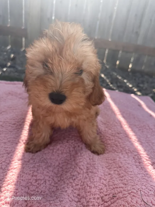 Dolly – Miniature Goldendoodle puppy for sale in Camden, MI