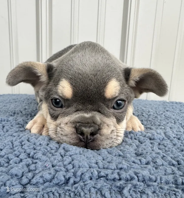 Tucker - AKC – French Bulldog puppy for sale in Camden, MI