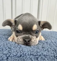 Tucker - AKC, a male French Bulldog for sale in Camden, MI – 1 of 4
