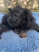 Scout, a male Yorkipoo for sale in Camden, MI – 4 of 4