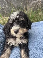 Murphy, a male Miniature Bernedoodle for sale in Camden, MI – 2 of 6