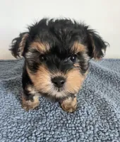 Teddy, a male Yorkipoo for sale in Camden, MI – 7 of 7