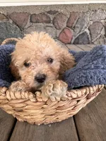 Rickey, a male Poodle - Miniature  for sale in Camden, MI – 4 of 9
