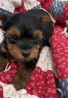 Tina, a female Yorkshire Terrier for sale in Camden, MI – 2 of 5