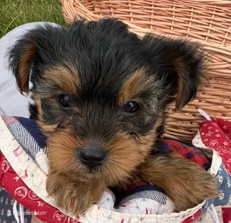 Wilma – Yorkshire Terrier puppy for sale in Camden, MI