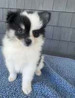 Oreo, a male Pomeranian for sale in Camden, MI – 3 of 7