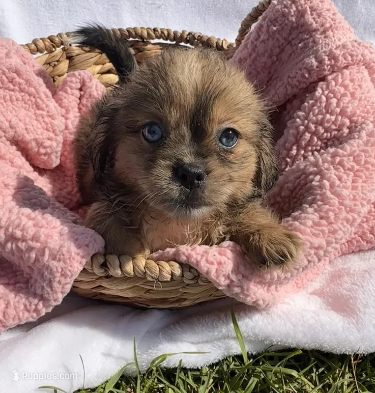 Lady – Shih Tzu puppy for sale in Camden, MI