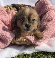 Lady, a female Shih Tzu for sale in Camden, MI – 1 of 5