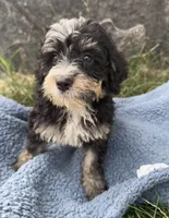 Murphy, a male Miniature Bernedoodle for sale in Camden, MI – 4 of 6