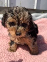 Duchess, a female Yorkipoo for sale in Camden, MI – 3 of 5