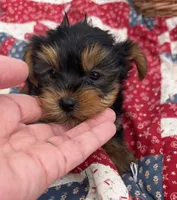 Libby, a female Yorkshire Terrier for sale in Camden, MI – 2 of 5