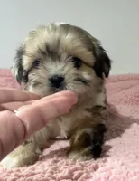 Patsy, a female Shihpoo for sale in Camden, MI – 4 of 7